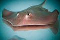 Stingray_120px
