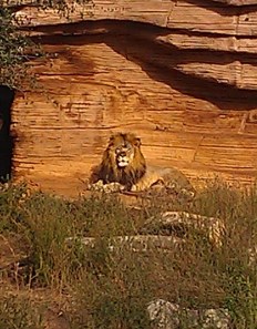 The King of Misfit Toys