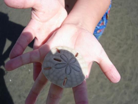 SAND DOLLAR