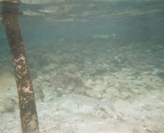 A baby barracuda blending in in the shallows of our lagoon.