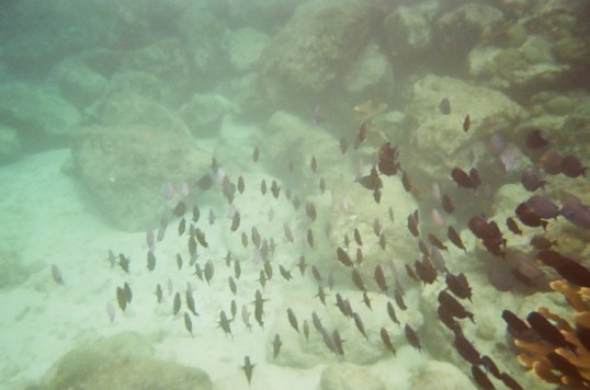 Curacao - Underwater & west coast beaches-13