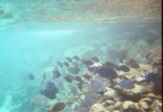 school of fish at the jetty