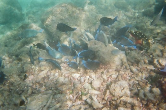 tangs at the reef
