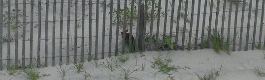 "Happy Easter Bunny Day!"