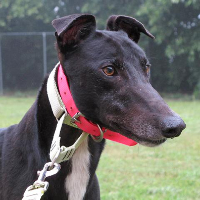 He has the deep dark brown eyes made famous by greyhounds