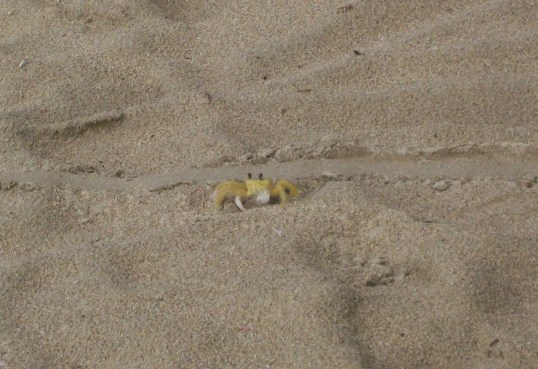 Good morning little friend