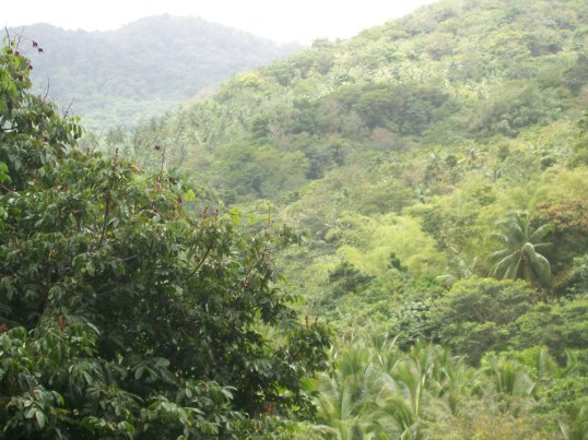 Visiting the rainforest