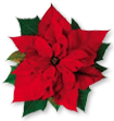 poinsettia