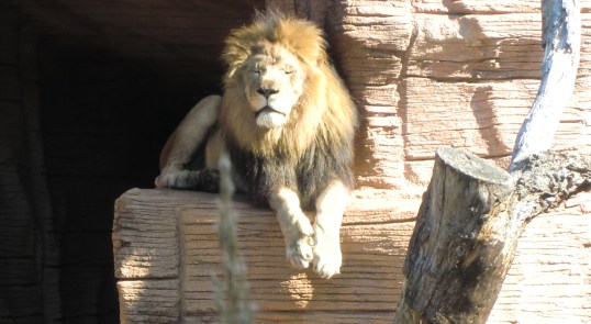 King of Somewhere Hot