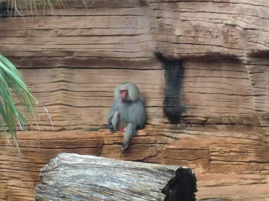 Who you calling a Monkey?