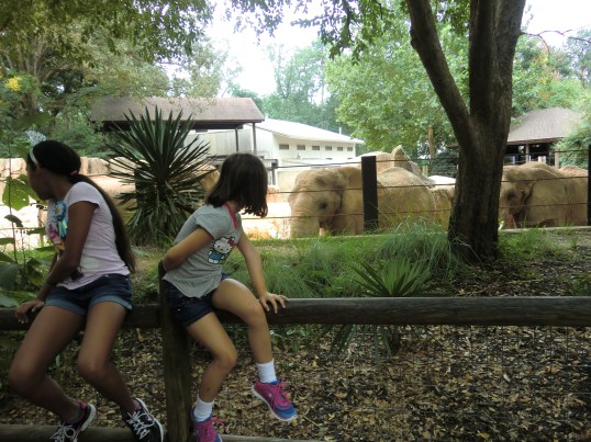 No, look out behind you! Looks like you got their attention!