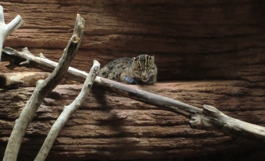 a Fish Cat doing what cats do best