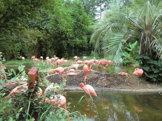 Customary Flamingo pic