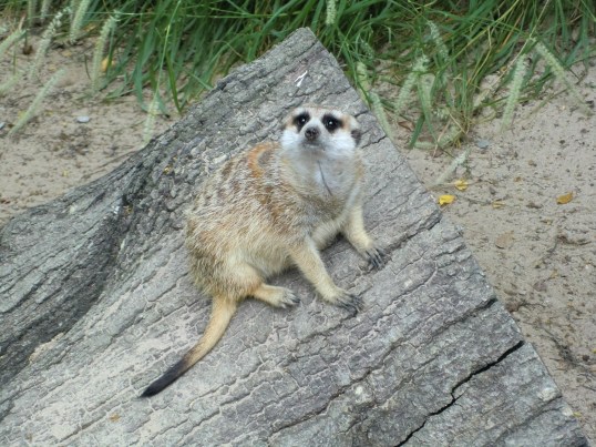 This is my Sad-face-will-you-please-drop-me-some-food face