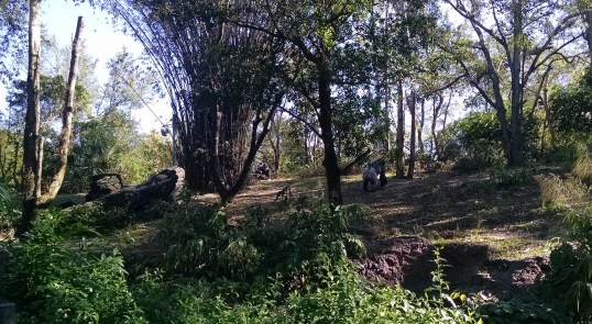 Animal Kingdom Gorillas