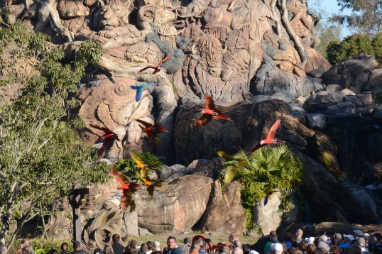 Parrots fly in to the Tree Of Life to open the day in the Animal Kingdom
