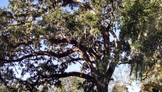 Neither 'Spanish' nor 'Moss'